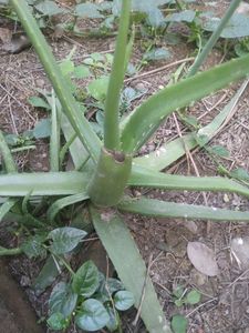 Alovera Plants 1pc