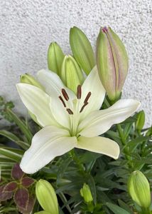 Aciatic lily 5 Plants