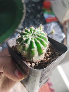 Small Barrel Cactus