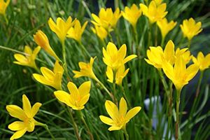 Yellow Rain Lily Seeds 25/-