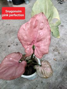 Mix Plants Combo Offer