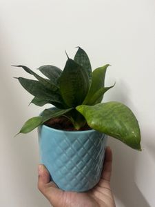 2live Snake Plants In Ceramic Pot