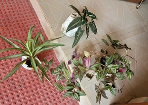3 Set. Syngonium &amp; Callisia &amp; Zebronics Plants🪴