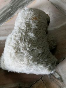 Teddy