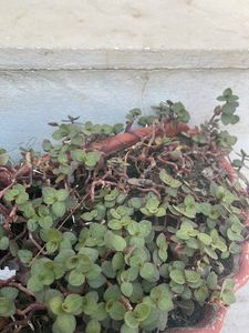 Purple Turles Live Hanging Plant Without Pot