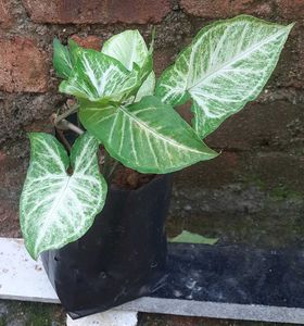 BUY 3 ☘️ 4 ₹120