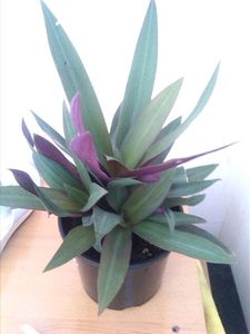 Rio Plant