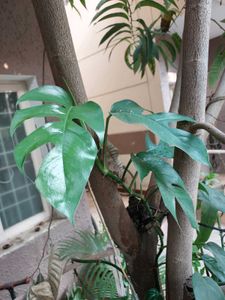 Rhaphidophora Tetrasperma