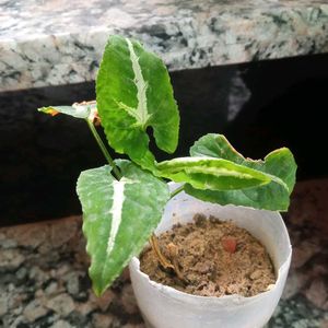 Facewash With Plants