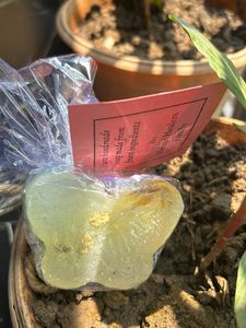 Organic Soap