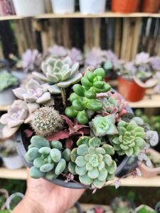 12 succulent Combo