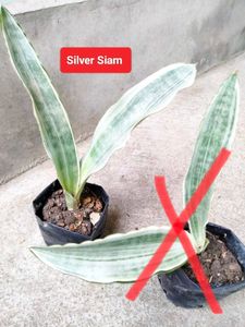 Assorted Sansevierias And Snygonuims Combo