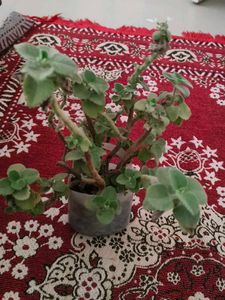 Potted Plant