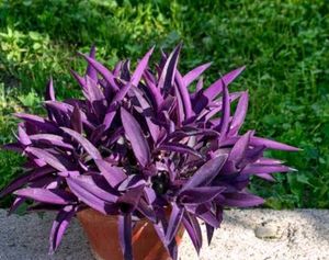 Plant