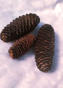 3 Pine Cones