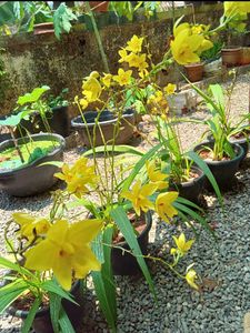 Yellow Ground Orchid🌼🌼🌼