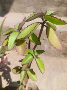 Combo Of Medicinal Plant