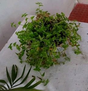 Turtle Vine Plant &amp; Pot