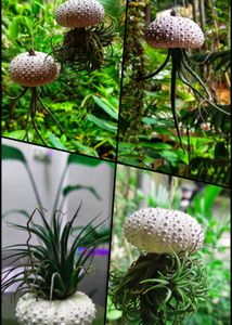 Christmas - Original Shells - Rare And Beautiful