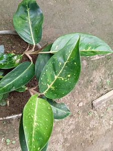 Chinese Evergreen