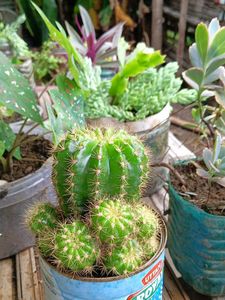 Cactus Plant