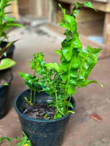 10 Live Root Plants