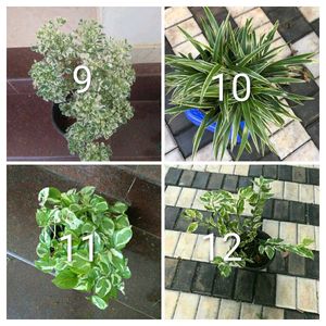you can select 10 Live root plants