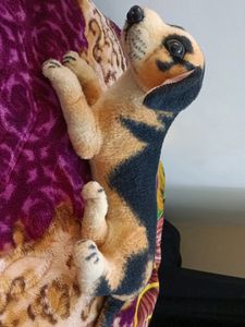 Cute Dog 🐕 Toy