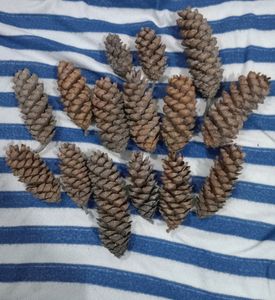 Pine Cone