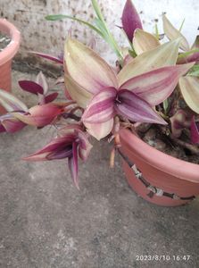 Spiderwort 🌱 Plant