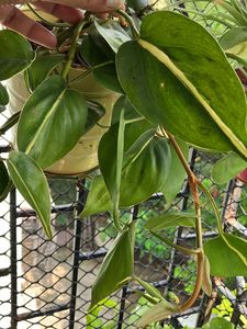 Pothos Plant