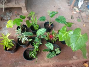 10 Plants