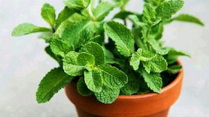 पुदीना जड़ जिवित, Pudina Roots Plant Live
