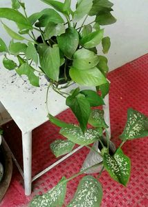 Set 2 Money &amp; Dieffenbachias Amoen Plants