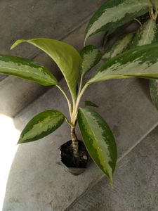 Indoor Plants Collection