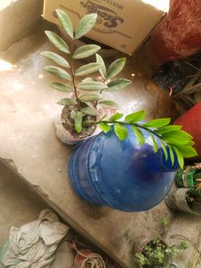 Big Size Zzzzzz Plant With Root Very Healthy