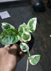 Pothos