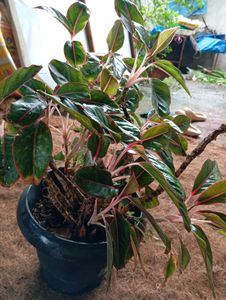 Aglaonema Plant