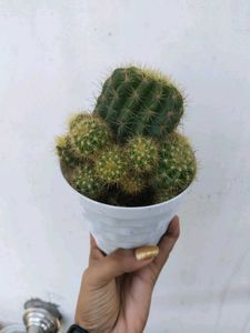 Yellow 💛 Ball Cactus 🌵 Big Plant