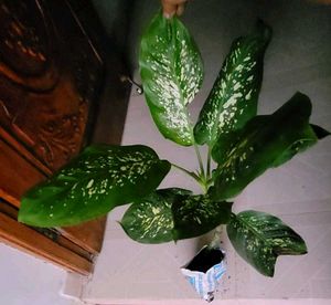 Set 2 Dieffenbachia Seguine &amp; Plants ☘️