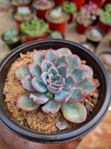 succulent variety