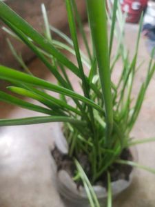Combo 1 Alovera Nd 2 Blub Rajnigandha Plant