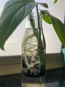 Swiss Cheese Plant (monstera Cutting)