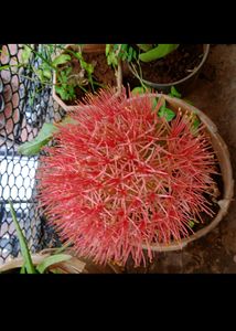 Football Lily Seeds