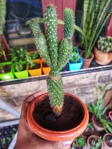 Jumping Cholla Cactus
