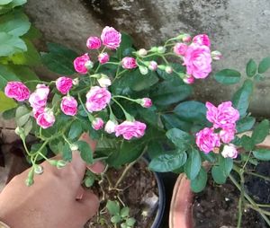 Rose Plant Stem Cuttings