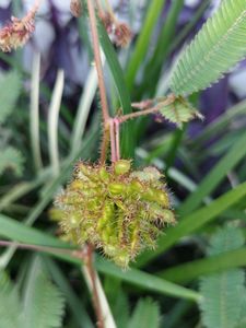 Touch me not ( Lajjabanti ) 25 Seed