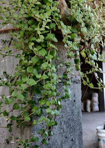 Tangled Heart Plant