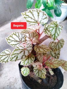 Assorted Indoor And Bonsai Plant.