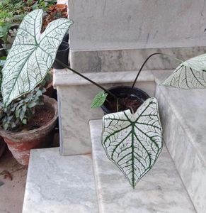 Xmas Caladium